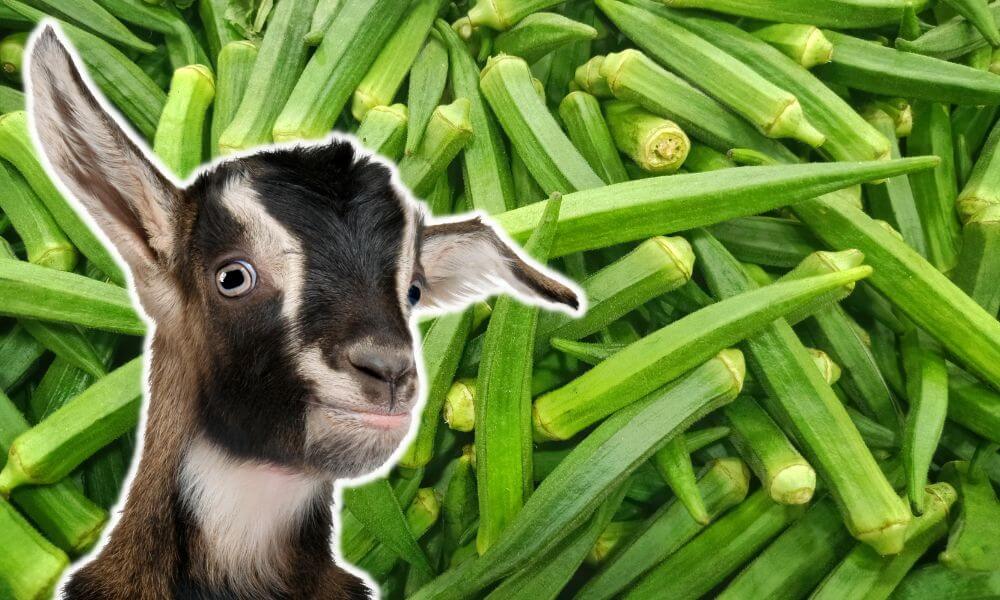 Can Goats Eat Okra?