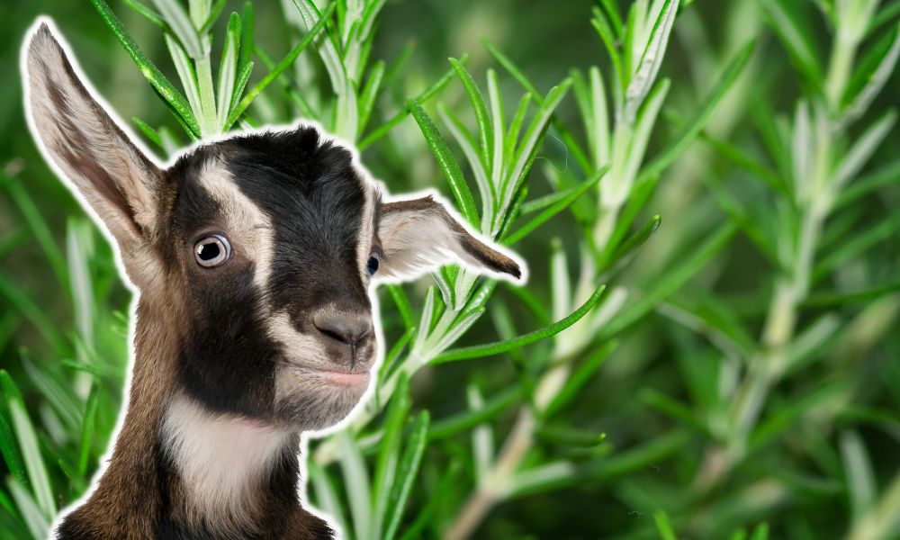 Can Goats Eat Rosemary?