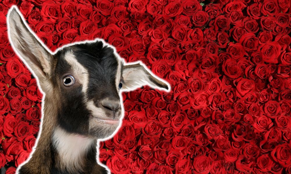 Can Goats Eat Roses?