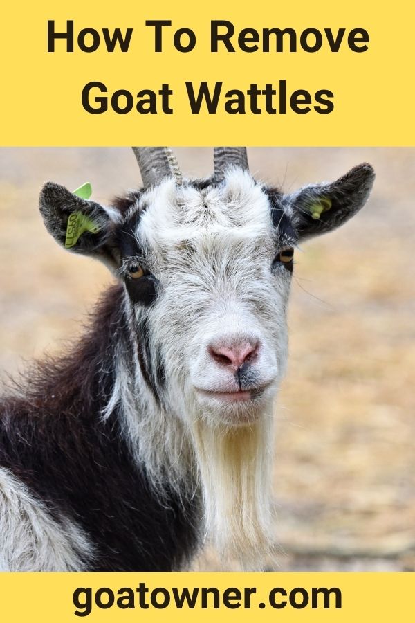 How To Remove Goat Wattles