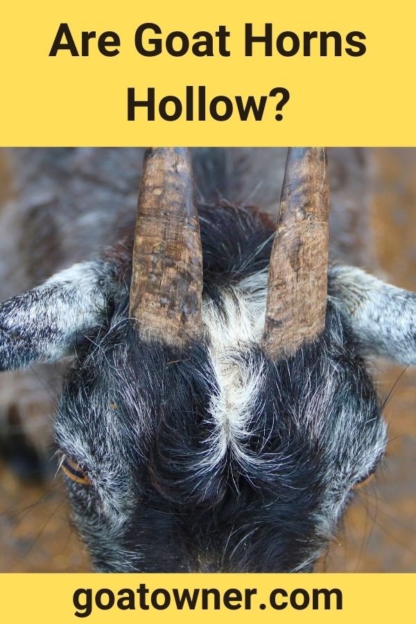 Are Goat Horns Hollow?