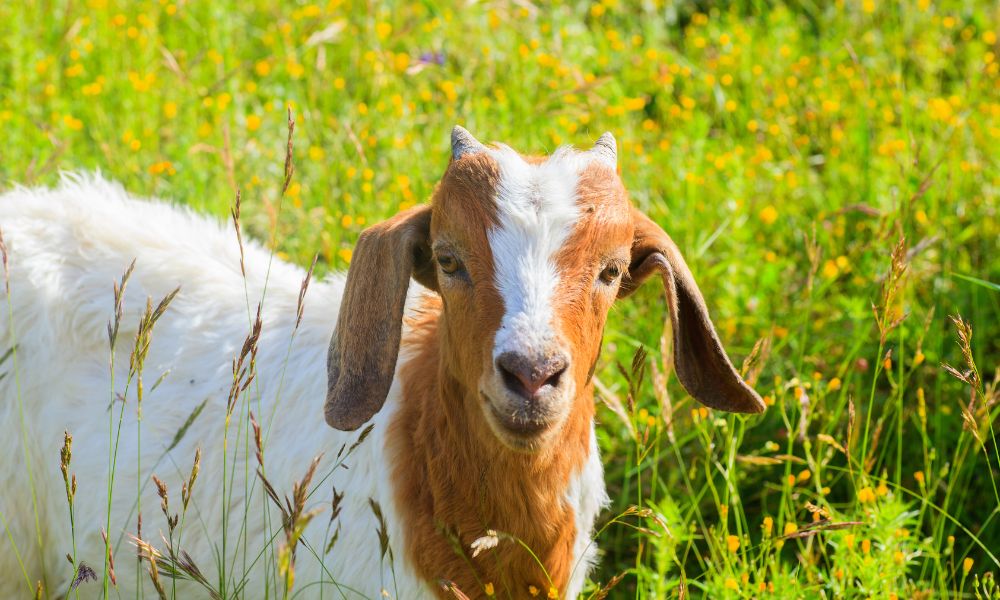 Can Alpacas Eat Goat Feed?