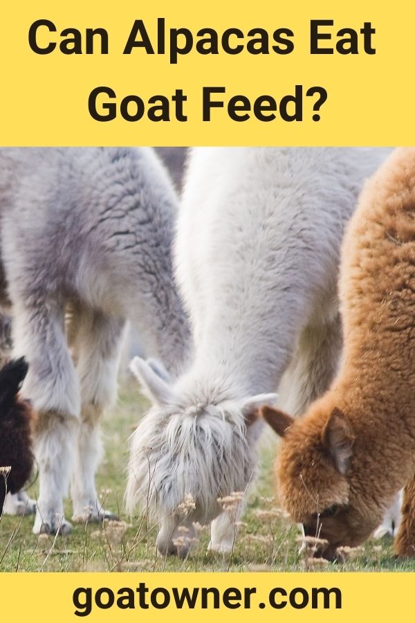 Can Alpacas Eat Goat Feed?