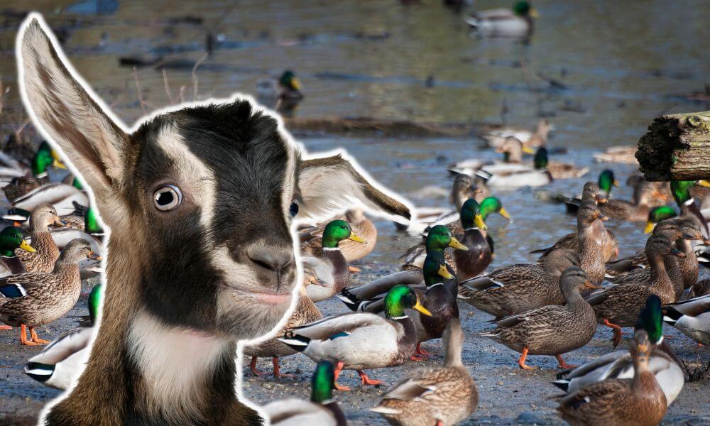 Can Goats And Ducks Live Together?