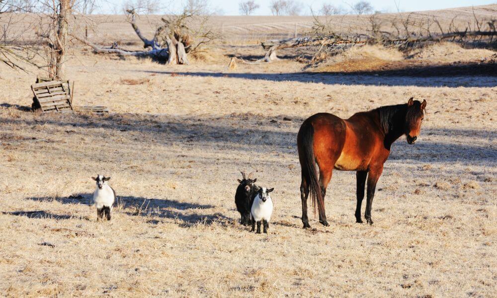 Can Goats And Horses Live Together?