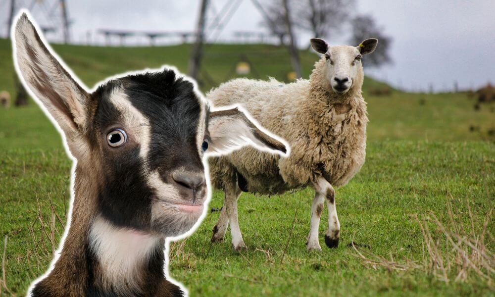Can Goats And Sheep Live Together?