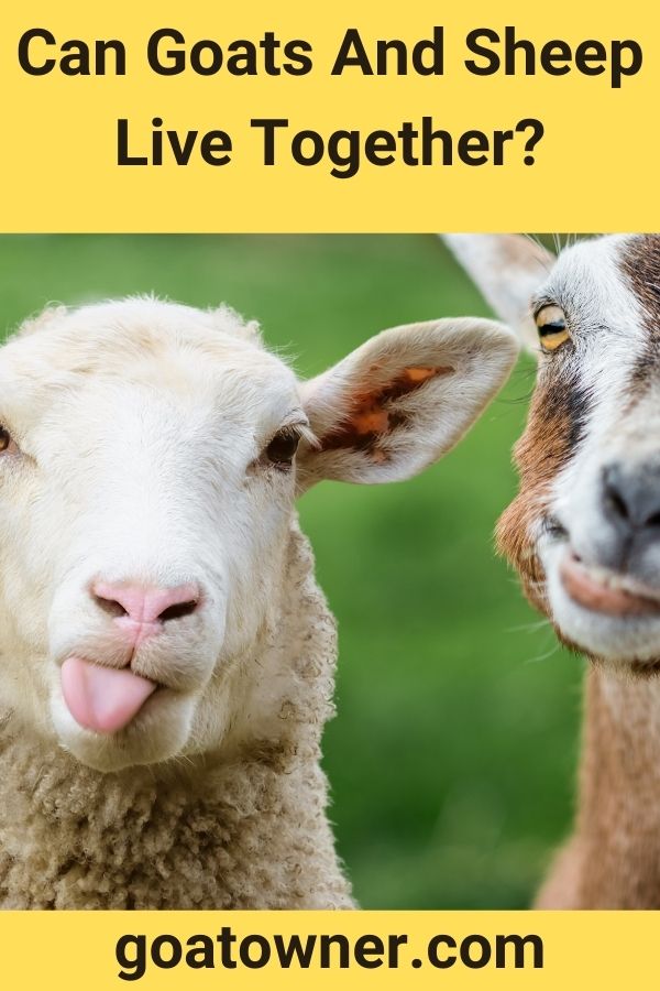 Captivating Can Sheep And Goats Live Together Moment Collection Captivating Can Sheep And Goats Live Together Moment Collection