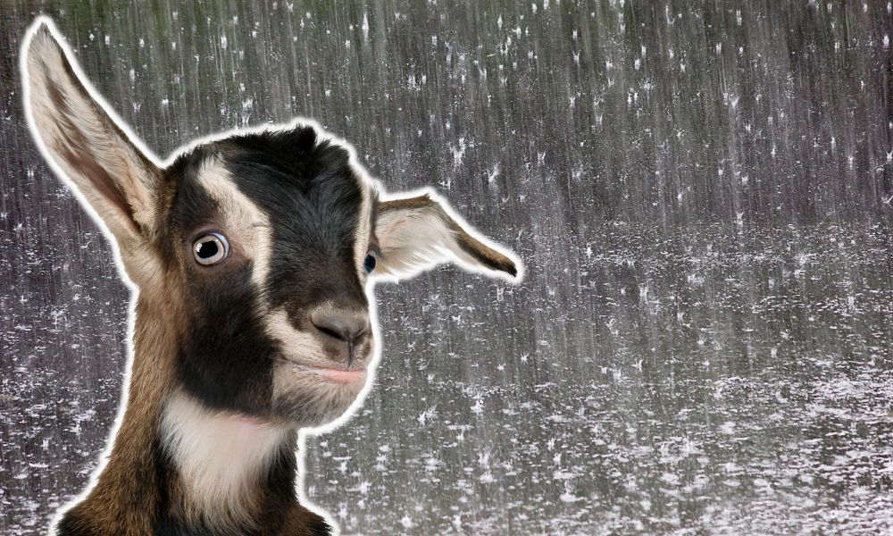 Can Goats Die From Rain?