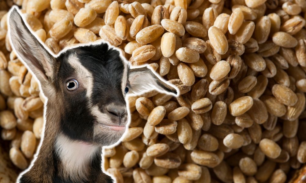 Can Goats Eat Barley?