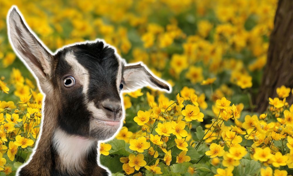 Can Goats Eat Buttercups?