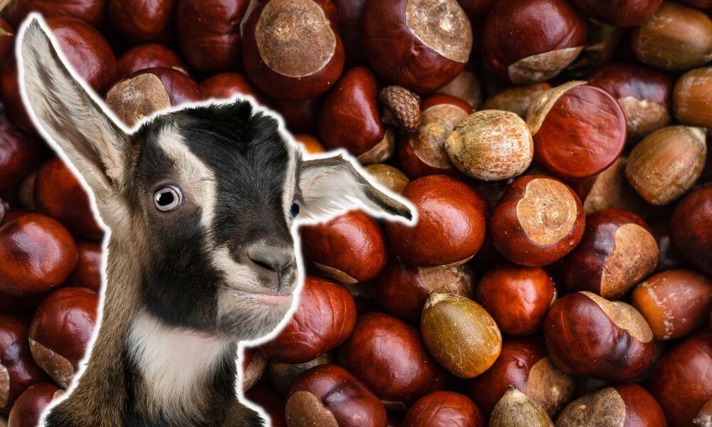 Can Goats Eat Chestnuts?