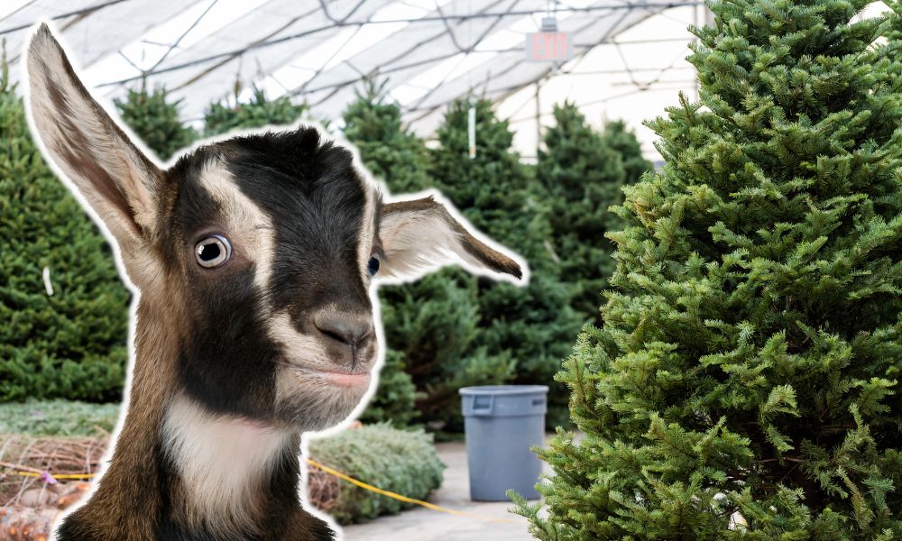 Can Goats Eat Christmas Trees?