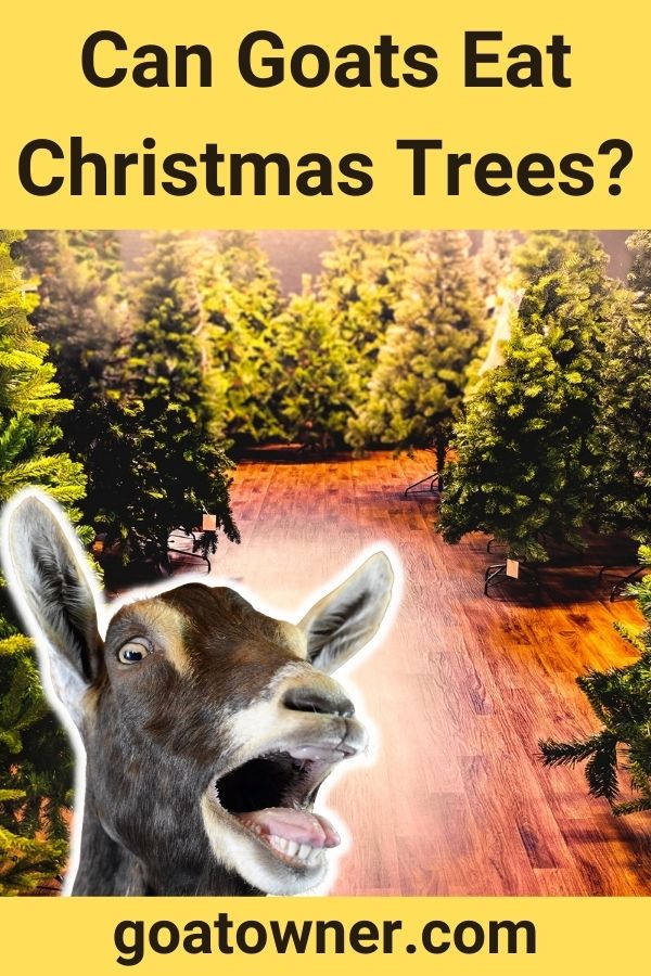 Can Goats Eat Christmas Trees? (Revealed!) Goat Owner