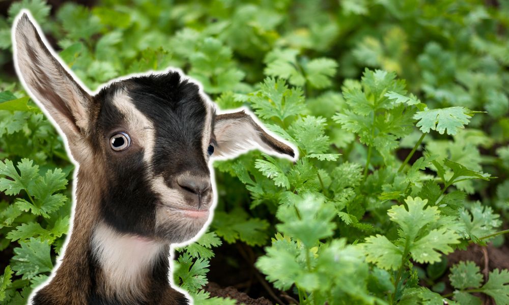 Can Goats Eat Cilantro?