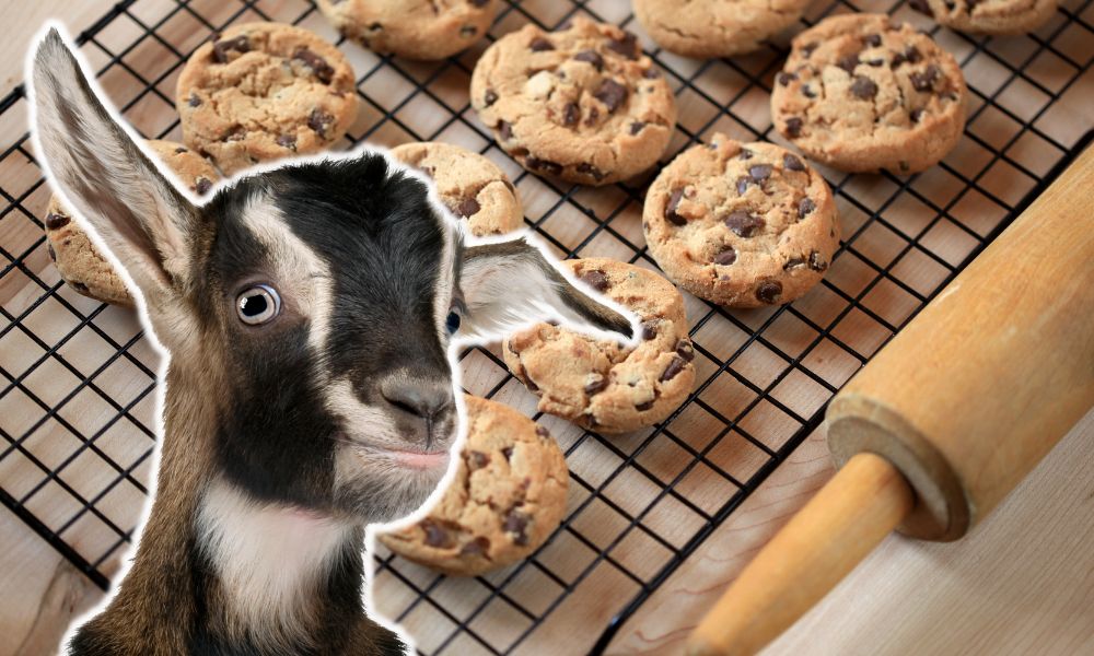 Can Goats Eat Cookies