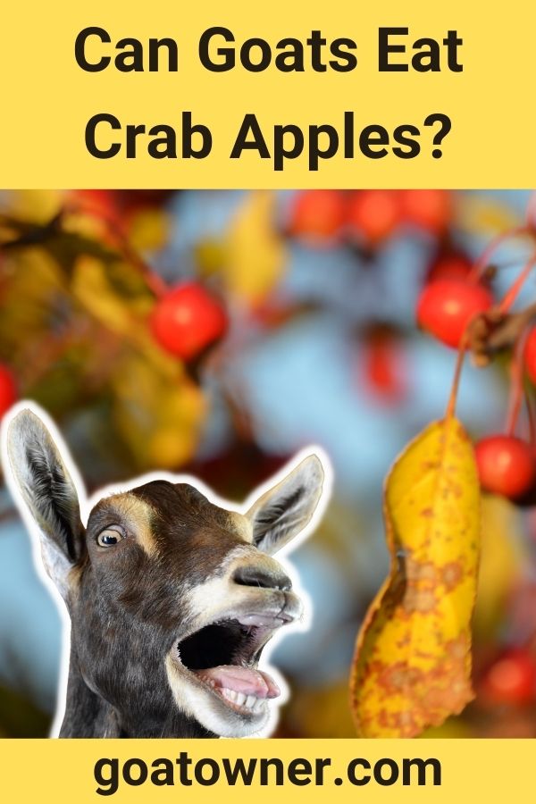 Can Goats Eat Crab Apples?