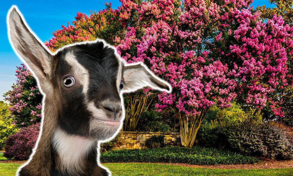 Can Goats Eat Crepe Myrtle?