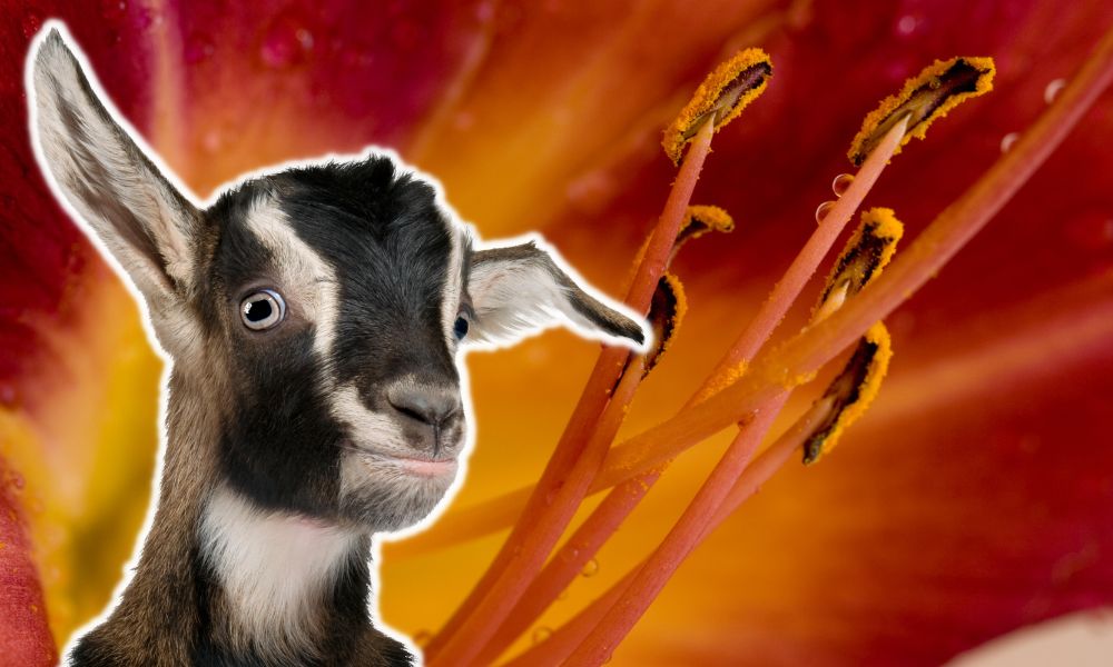 Can Goats Eat Daylilies?