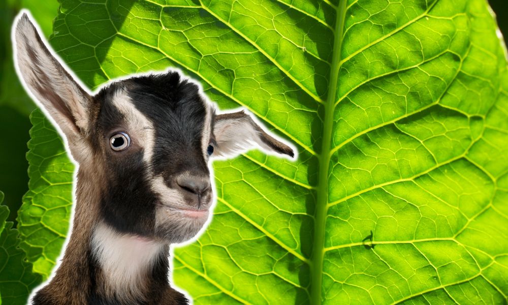 Can Goats Eat Dock Leaves?