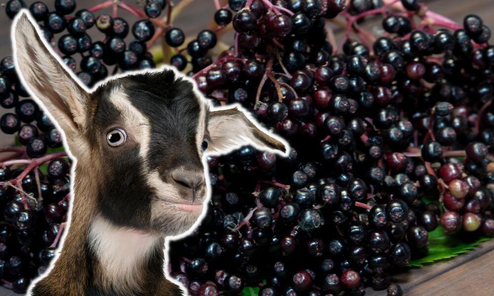 Can Goats Eat Elderberry?