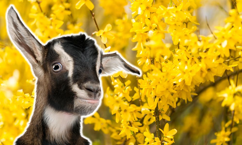 Can Goats Eat Forsythia?