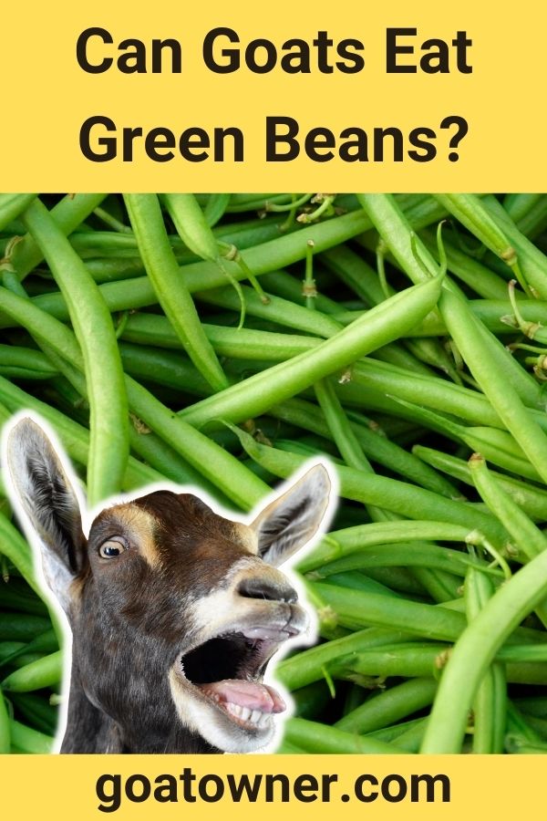 Can Goats Eat Green Beans?