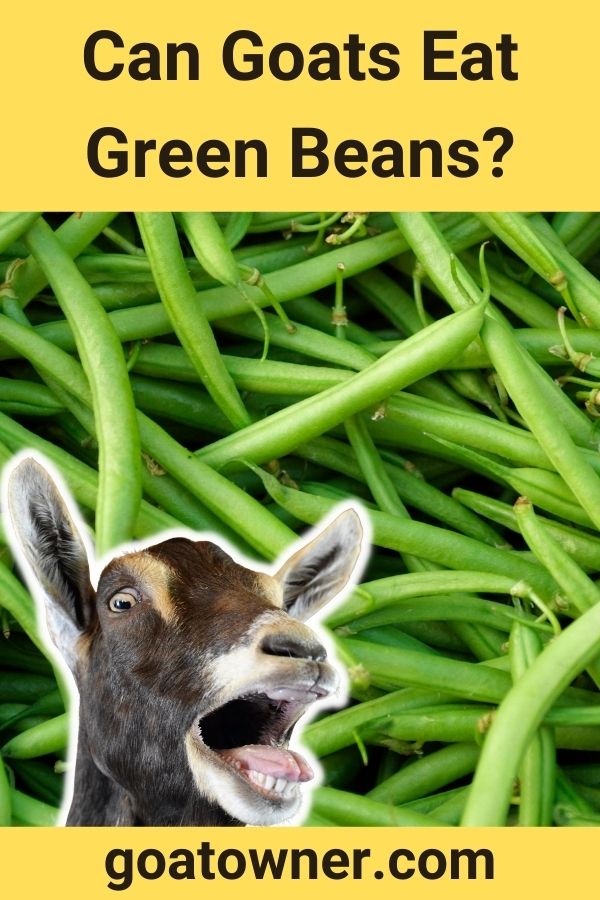 Can Goats Eat Green Beans Do They Like Them Goat Owner