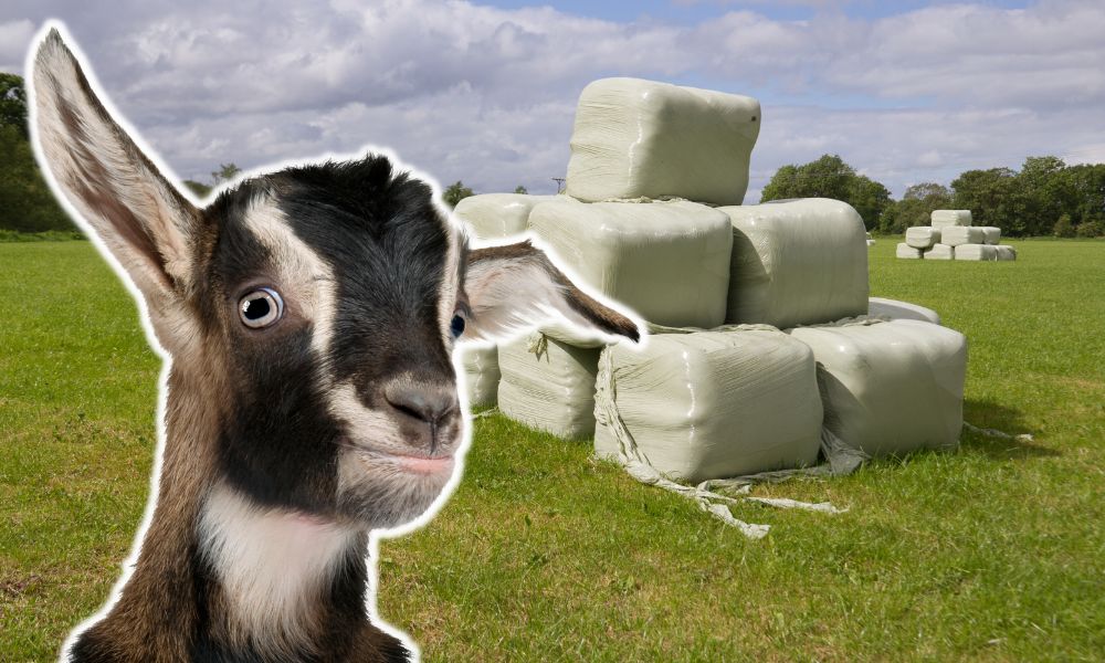 Can Goats Eat Haylage?