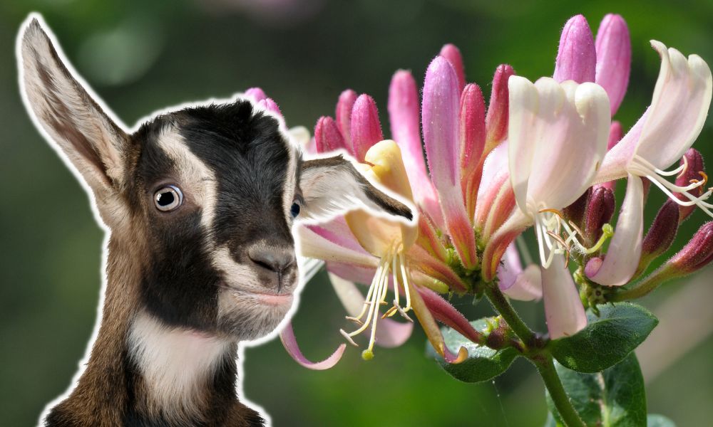 Can Goats Eat Honeysuckle?