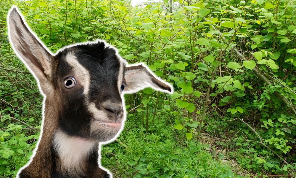 Can Goats Eat Japanese Knotweed?