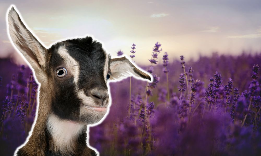 Can Goats Eat Lavender?