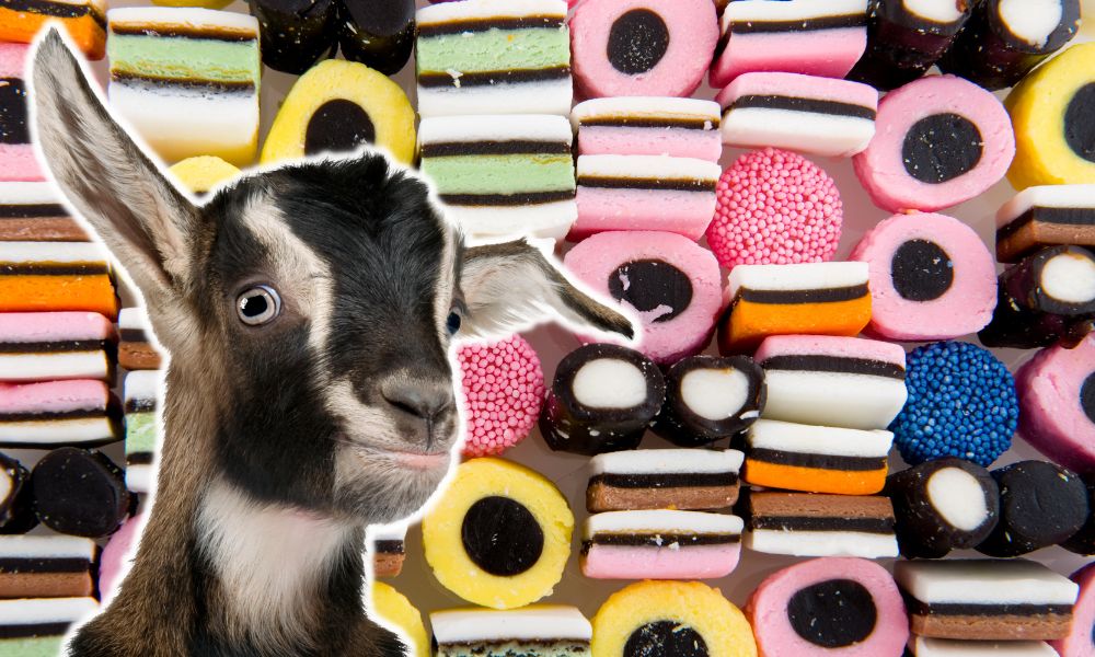 Can Goats Eat Licorice?