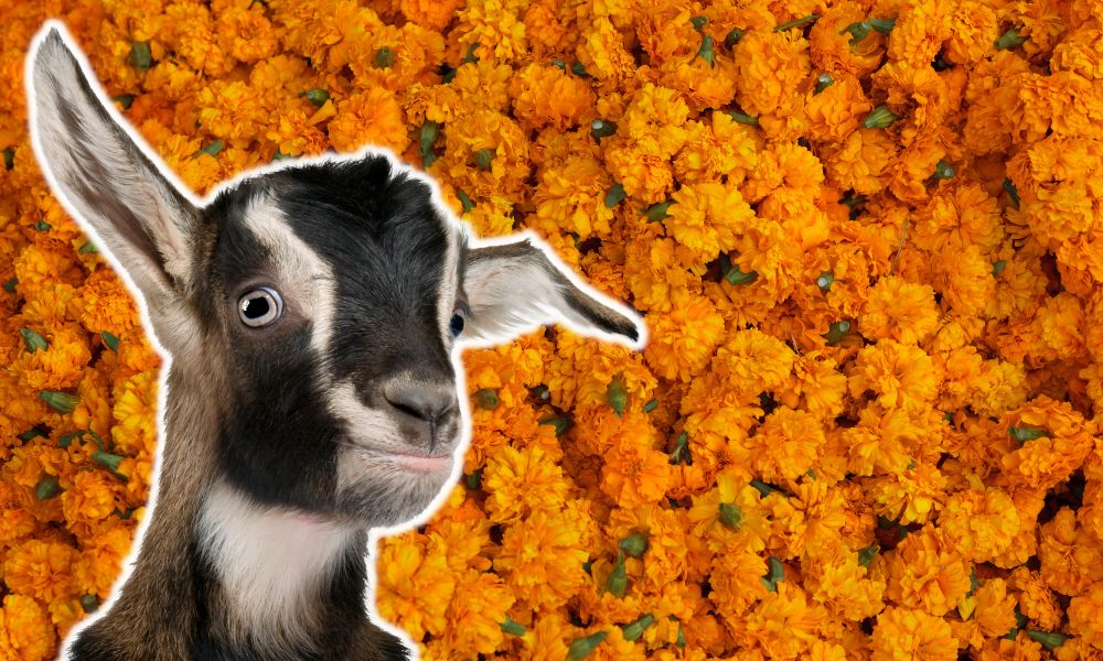 Can Goats Eat Marigolds?