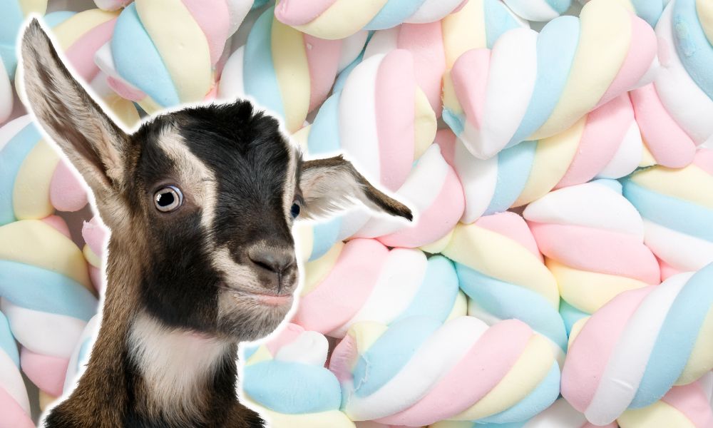 Can Goats Eat Marshmallows?