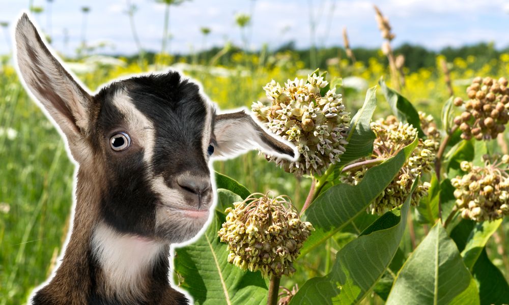 Can Goats Eat Milkweed?