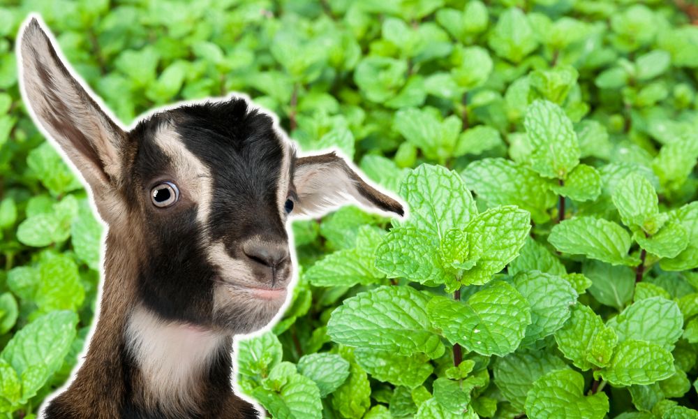 Can Goats Eat Mint?