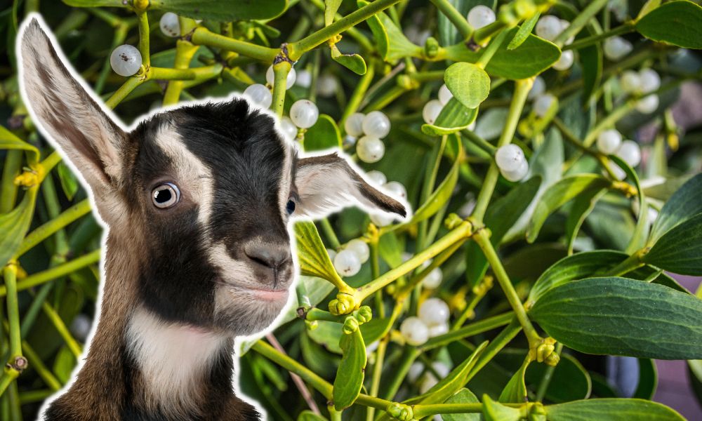 Can Goats Eat Mistletoe?