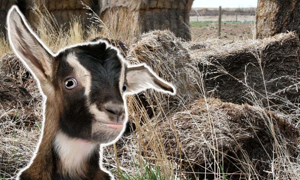 Can Goats Eat Moldy Hay?