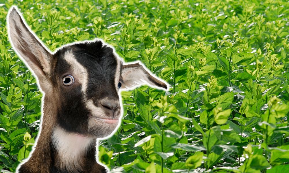 Can Goats Eat Mulberry Leaves?