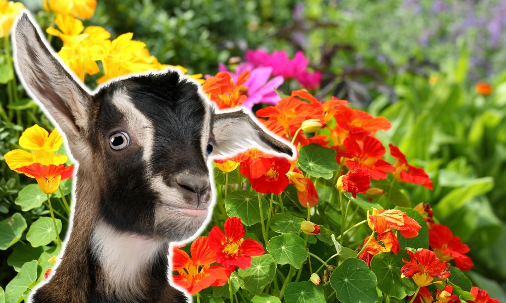 Can Goats Eat Nasturtiums?