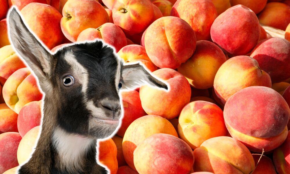 Can Goats Eat Peaches?