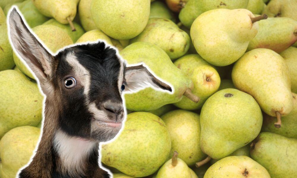 Can Goats Eat Olives?