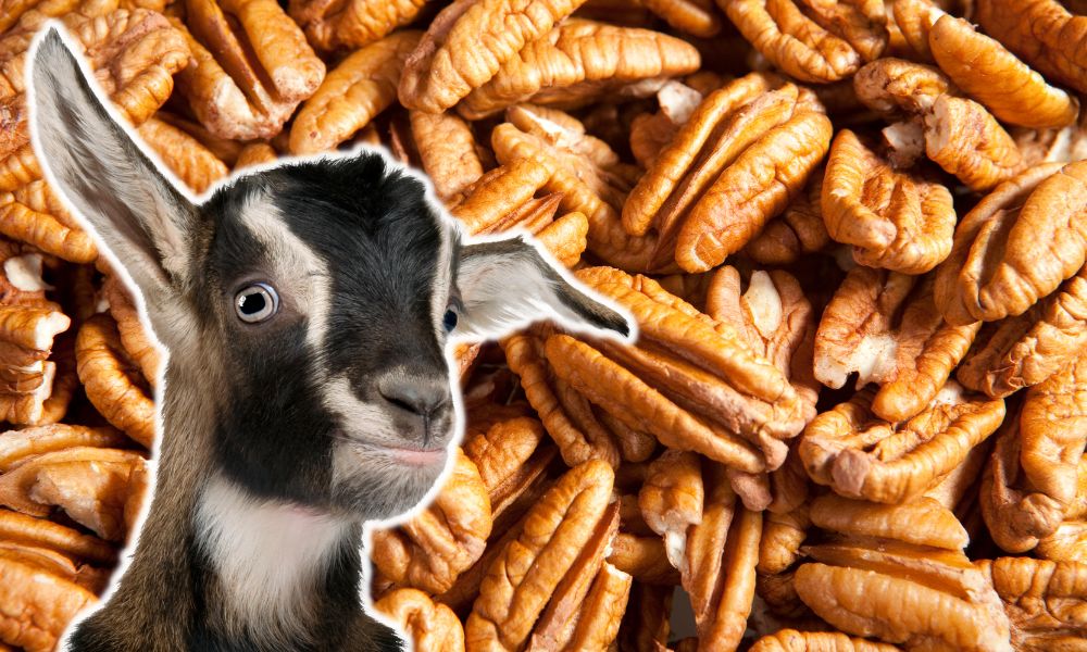 Can Goats Eat Pecans?
