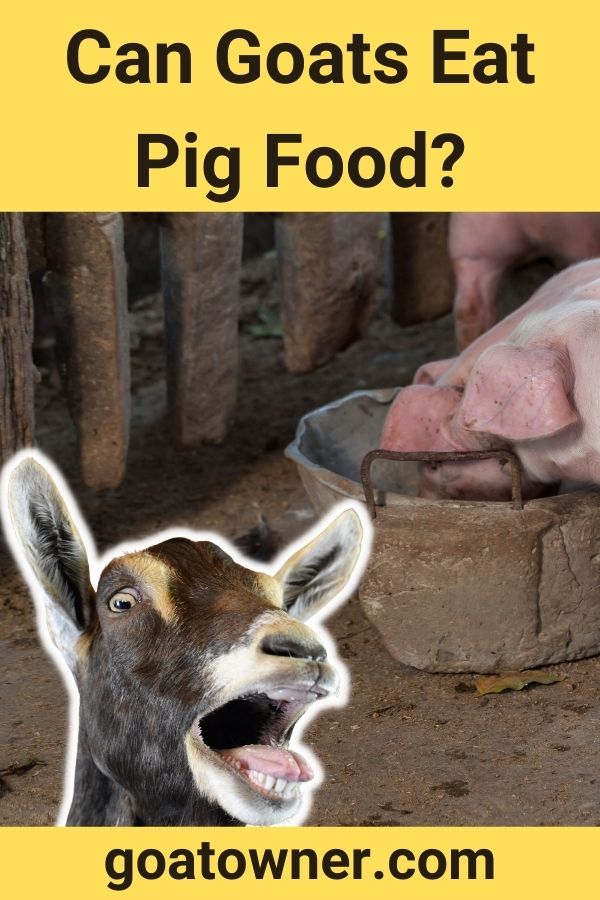 Can Goats Eat Pig Food