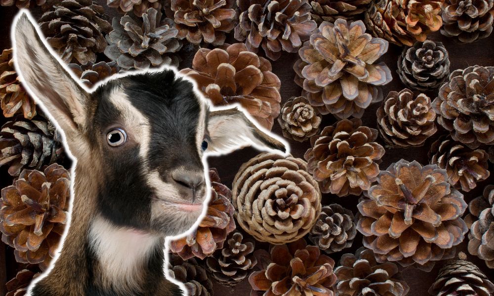 Can Goats Eat Pine Cones?