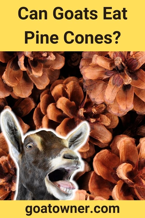 Can Goats Eat Pine Cones? (Find Out!) Goat Owner