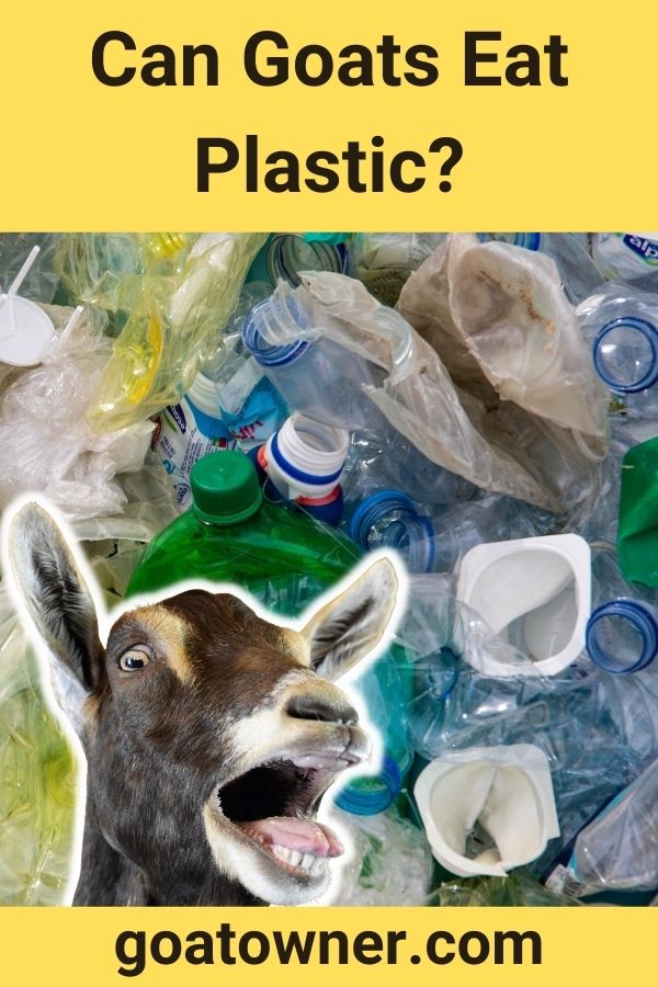 Can Goats Eat Plastic?