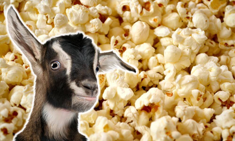 Can Goats Eat Popcorn?