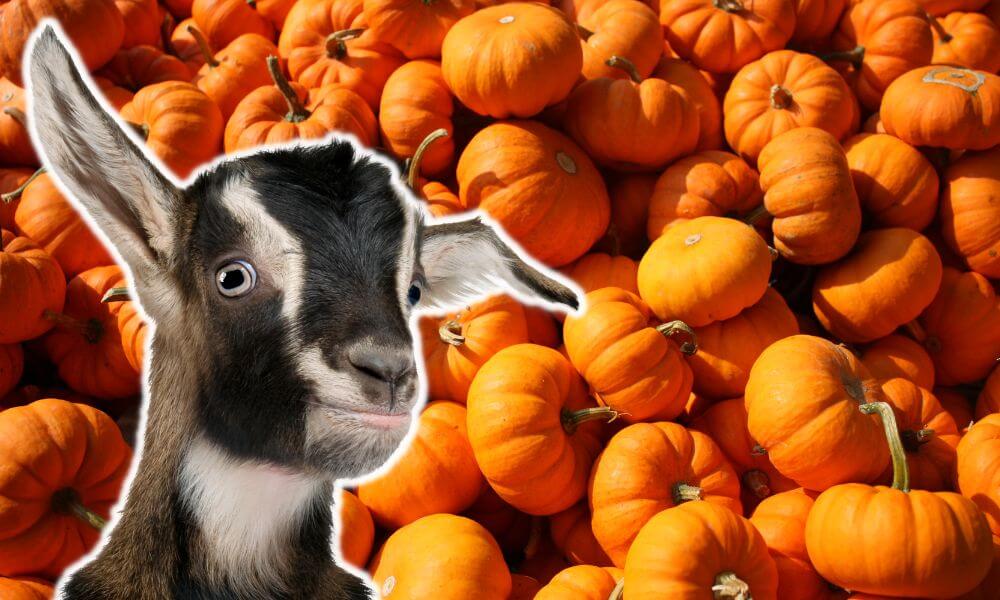 Can Goats Eat Pumpkins?
