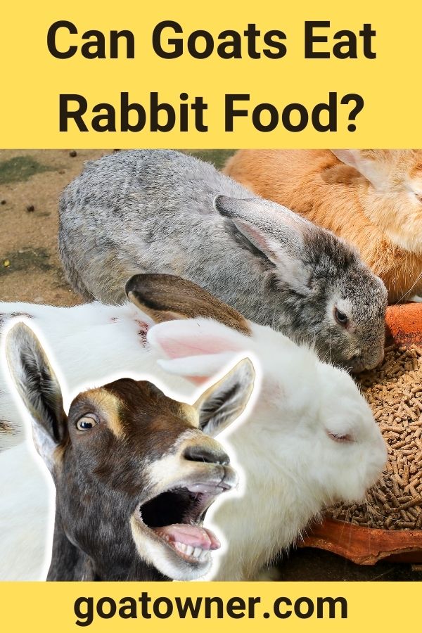 Can Goats Eat Rabbit Food